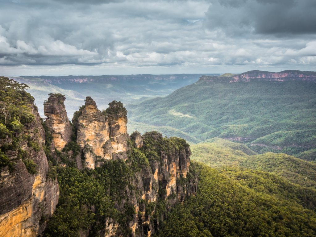 Kurrajong