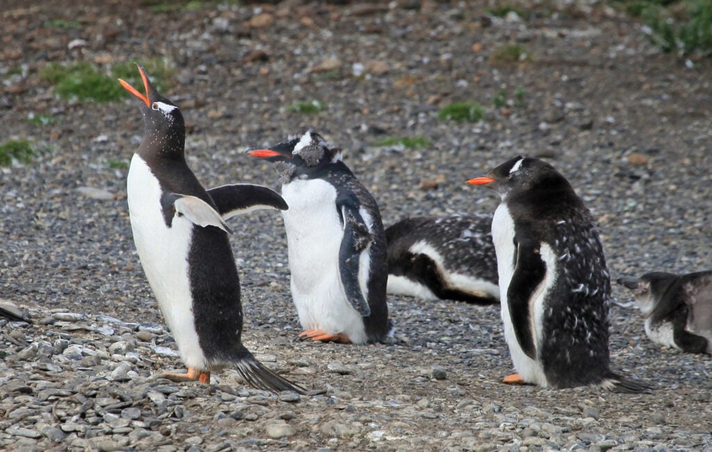 Penguin