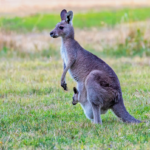 Kangaroo