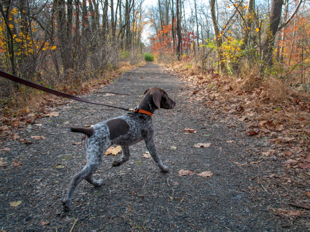 Dog Walks & Hikes