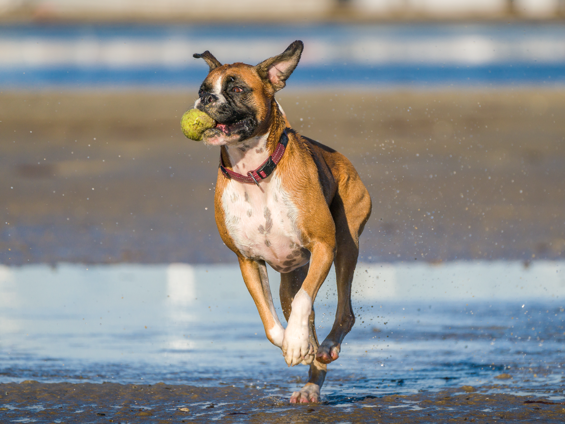 Dog Beaches