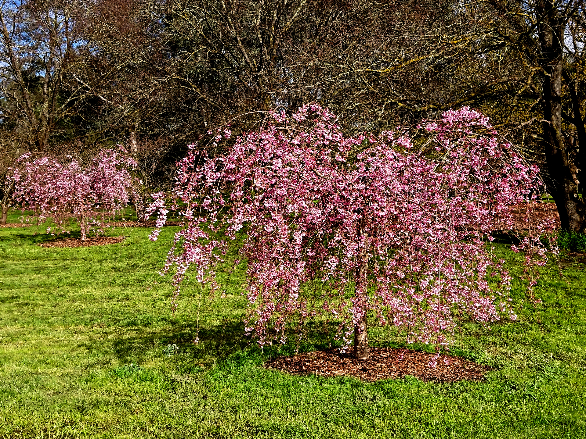 Banksia Park Cherry Grove
