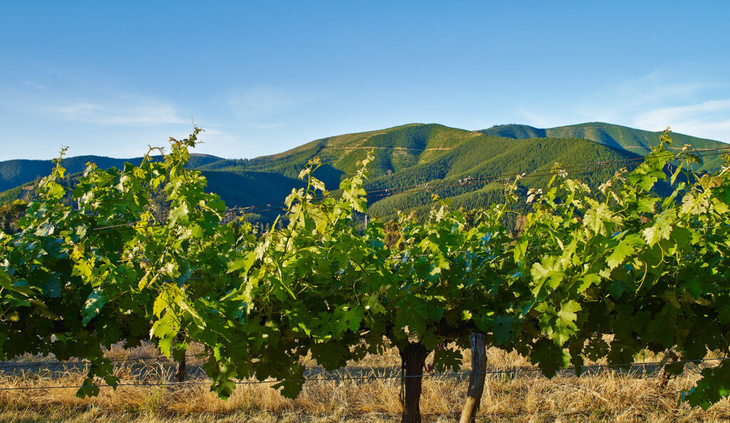 Alpine Roots Winery 6 Best Wineries In Alpine Valleys 2026 - Humble Trail
