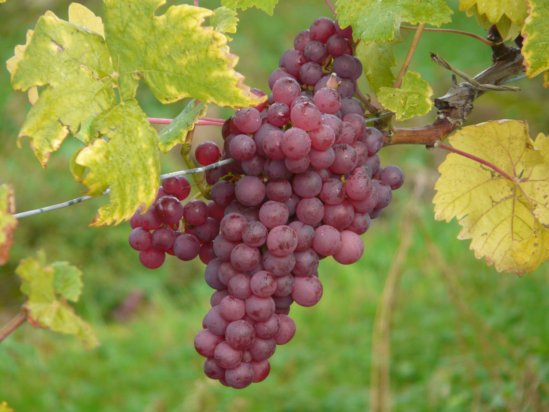 Wineries In Yarra Valley