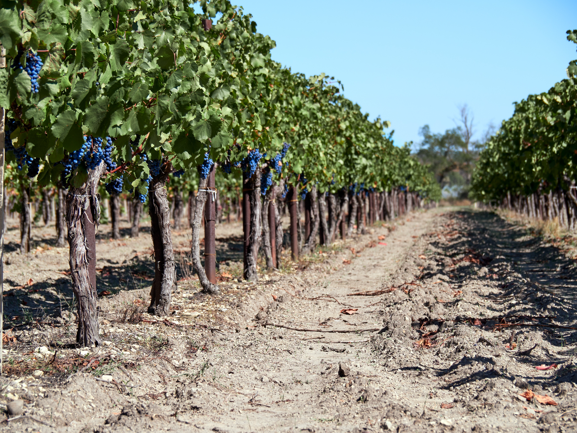 Wineries In Canberra District