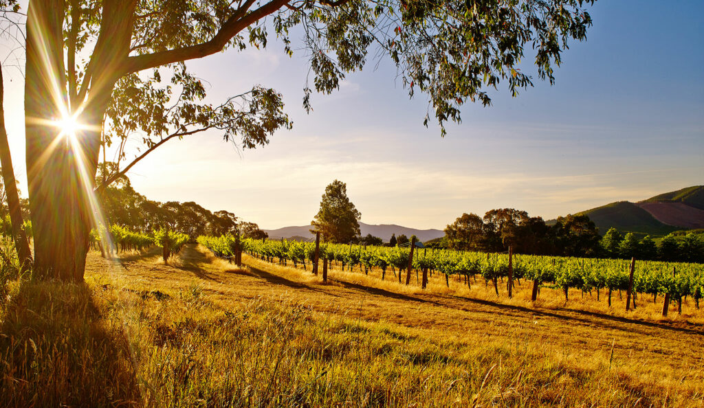 Alpine Roots Winery 6 Best Wineries In Alpine Valleys 2026 - Humble Trail