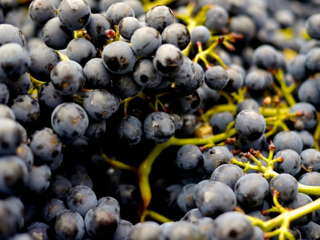 Wineries In Hastings River