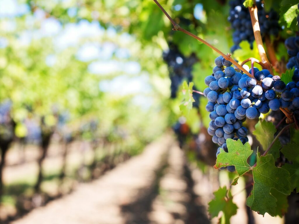 Wineries In Macedon Ranges