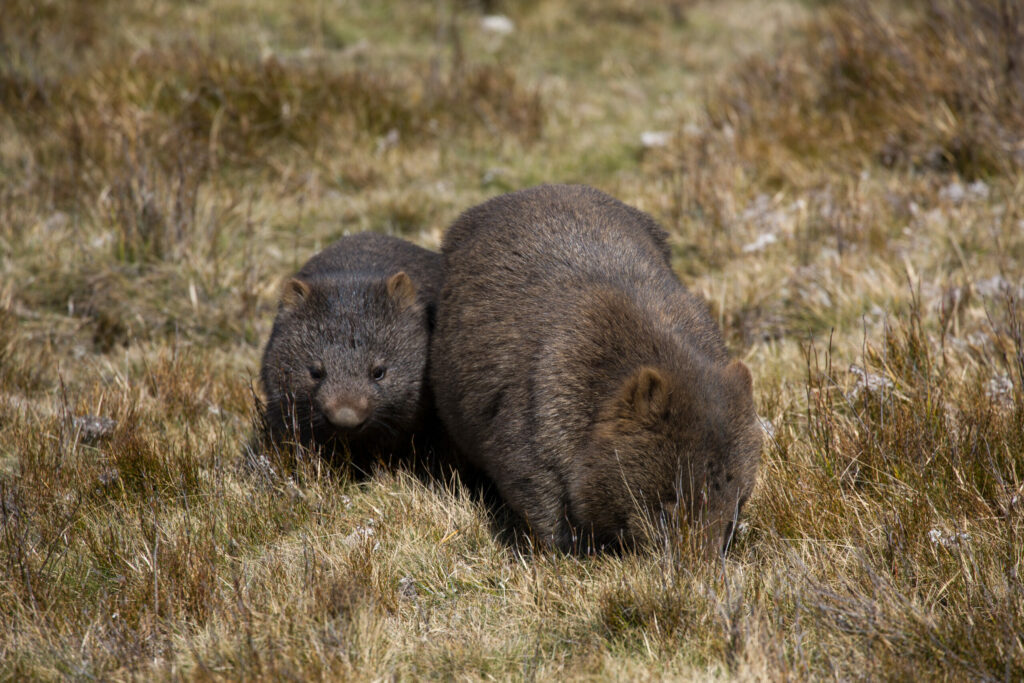 Wombat
