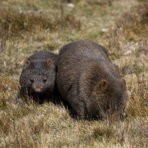 Wombat