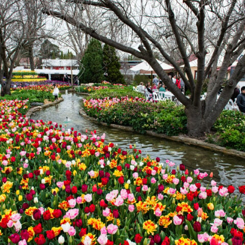 Tulip Time Festival in Corbett Garden