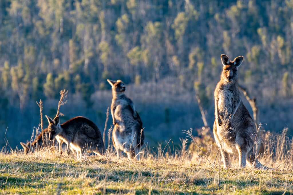 Namadgi National Park