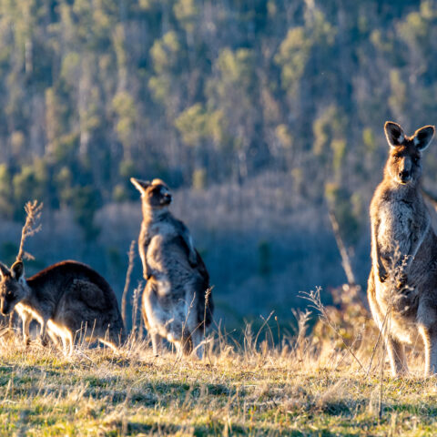 Namadgi National Park