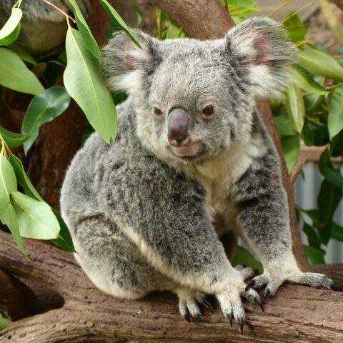 Koala