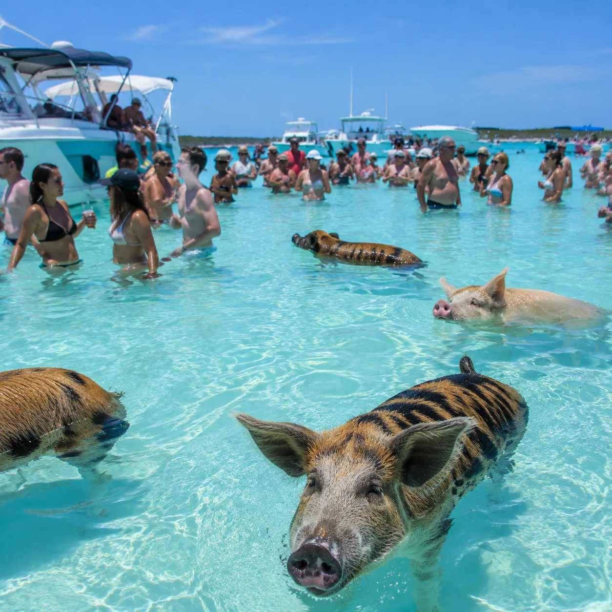 Swimming pigs near tourist boats at Big Major Cay Exuma Bahamas, crowded shallow turquoise water, midday sun