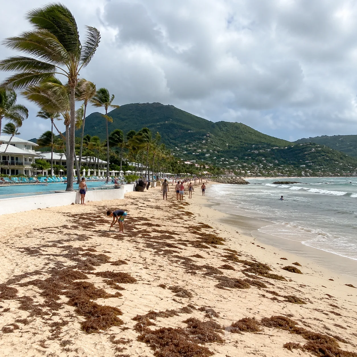 Square editorial photo of a windy St Lucia resort beach with seaweed patches, family pool nearby, distant green hills, n