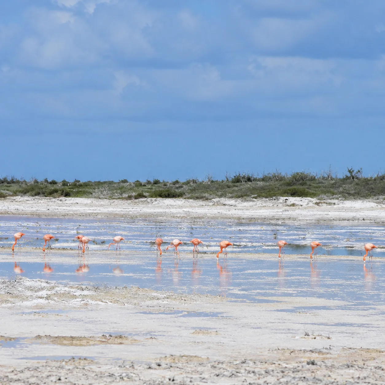 Inagua Bahamas salt flats with flamingos, shallow ponds, distant scrub, wild remote landscape