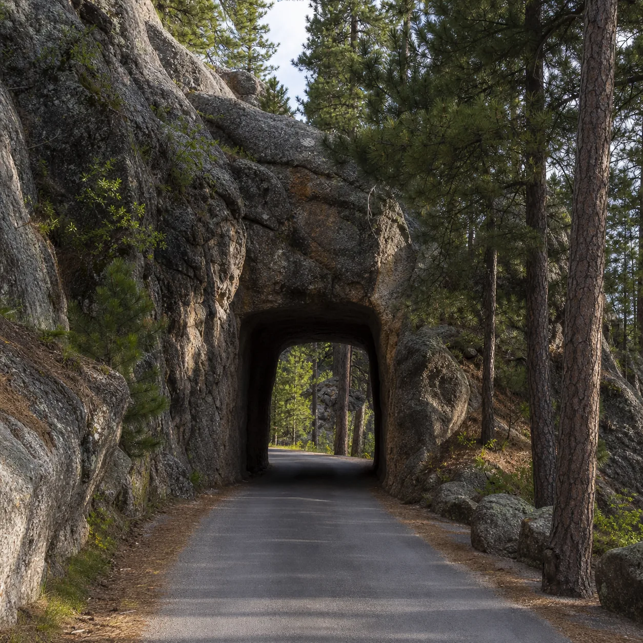 Realistic editorial photo of a narrow Black Hills road passing through a rock tunnel with pine forest and granite format